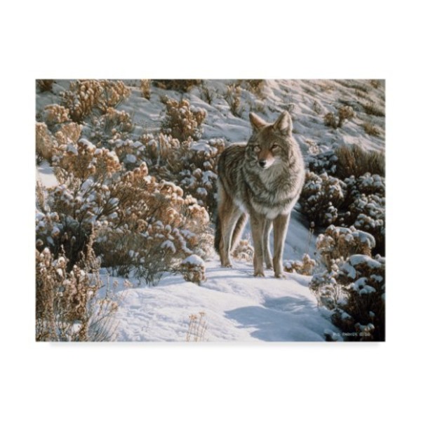 Trademark Fine Art Ron Parker 'Winter Sage Coyote' Canvas Art, 24x32 ALI32268-C2432GG